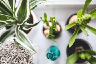 7 Harmful Houseplants That Are a Beauty in Disguise