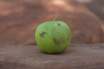 Fruits and vegetables going bad or just bruised?