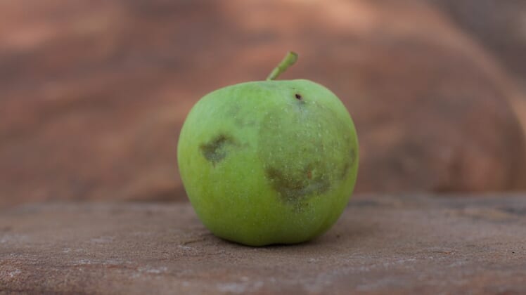 Fruits and vegetables going bad or just bruised?