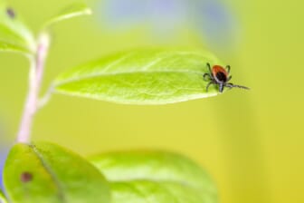 tick paralysis