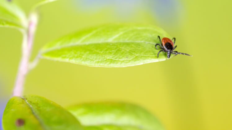 tick paralysis