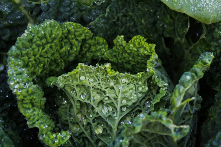 kale leaves