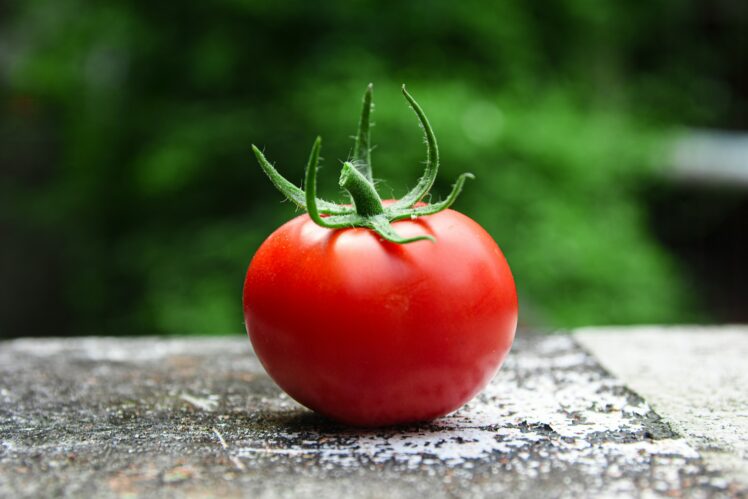 tomatoes